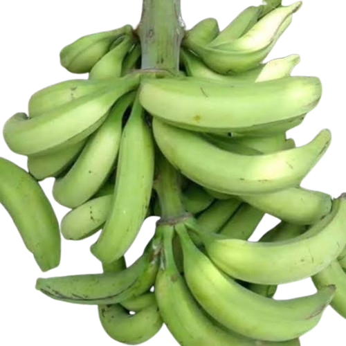 Fresh Plantain